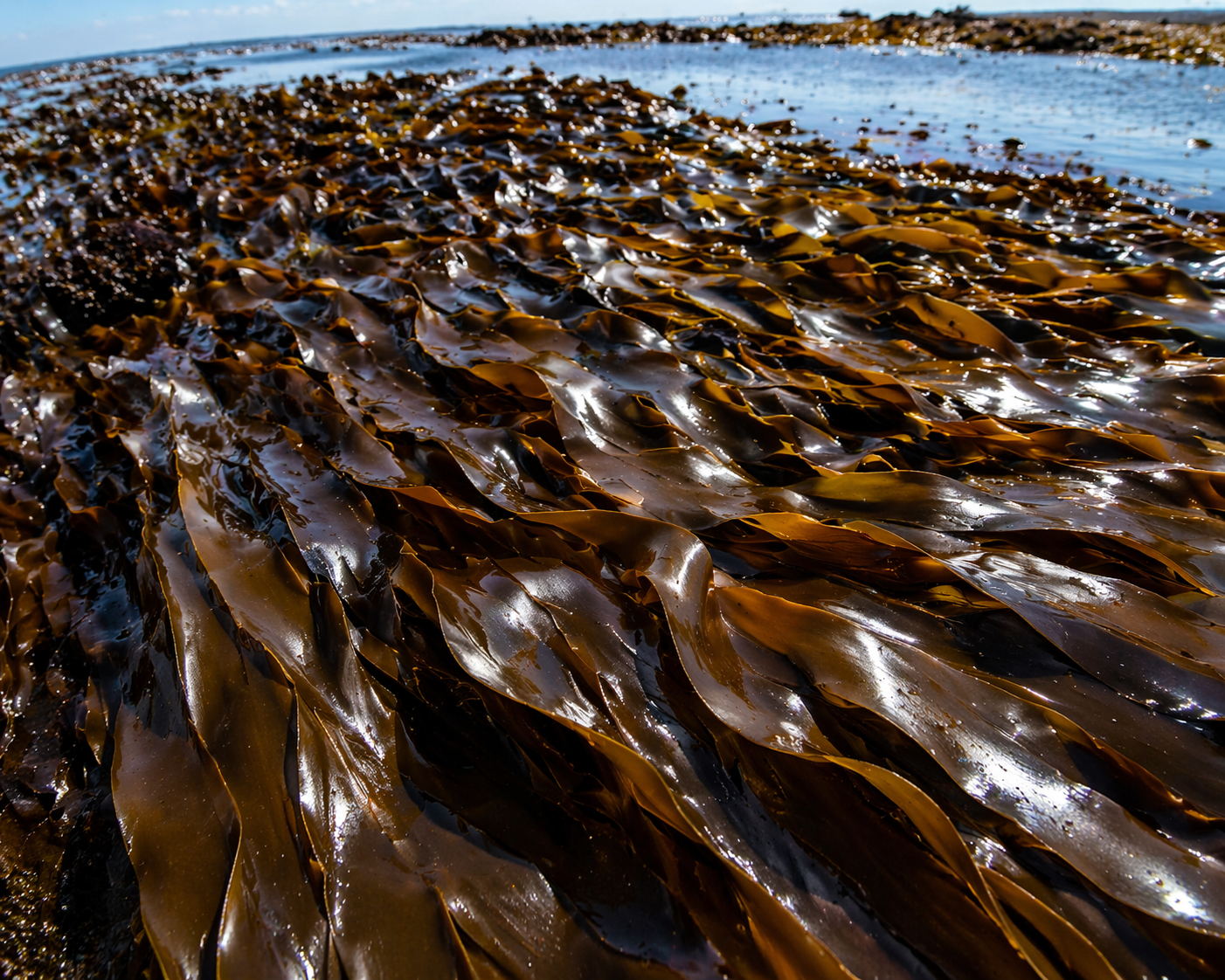 Laminaria digitata seaweed used as a reference for low-carbon material research